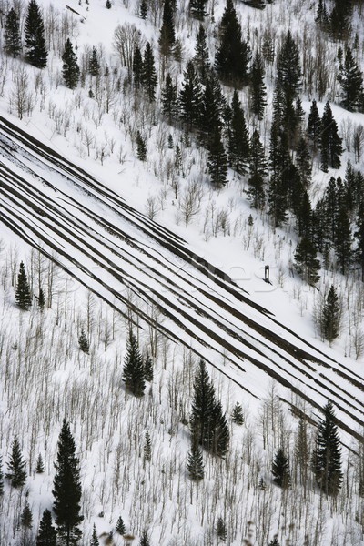 Queda de neve estrada árvores ver sempre-viva Foto stock © iofoto