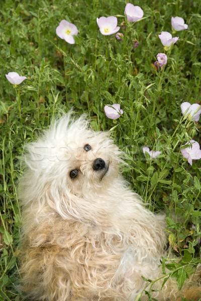 Fluffy small dog in flower field. Stock photo © iofoto