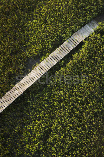 Boardwalk over marsh. Stock photo © iofoto