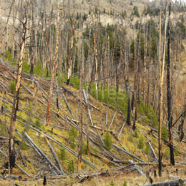 Crecimiento incendios forestales nuevos forestales destruido fuego Foto stock © iofoto