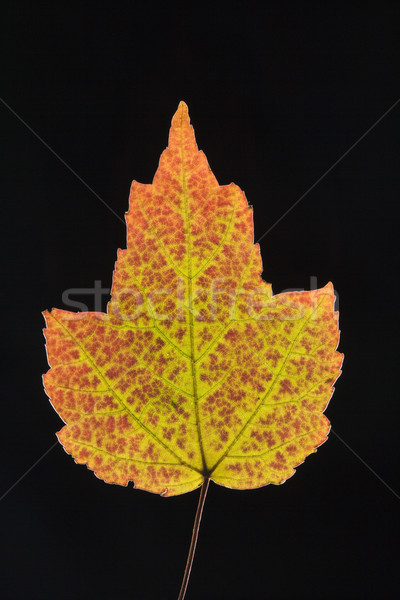 Maple leaf in Fall color. Stock photo © iofoto