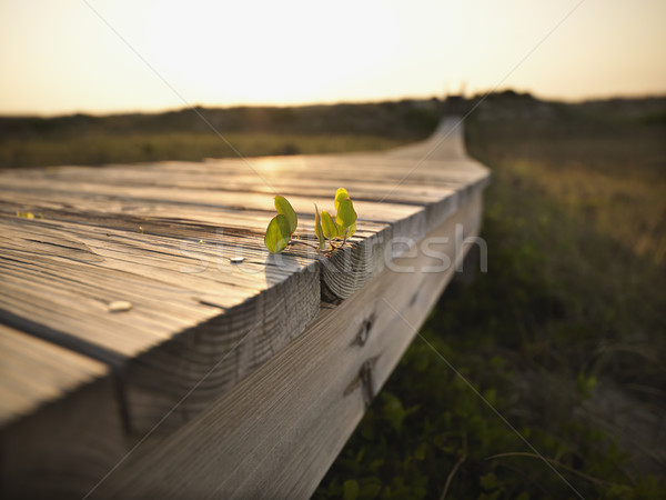 Coastal boardwalk. Stock photo © iofoto