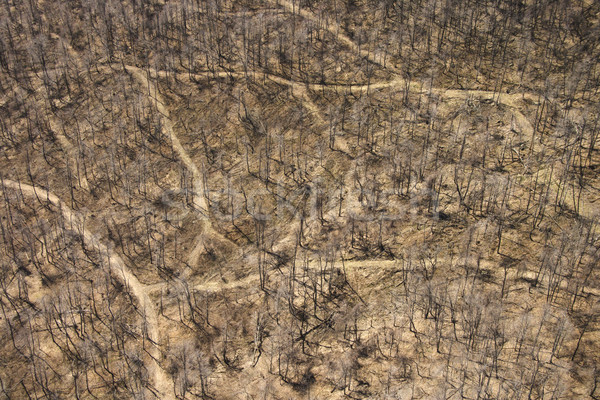 Dirt roads in woods. Stock photo © iofoto