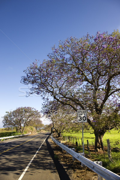Scenic road in Maui. Stock photo © iofoto