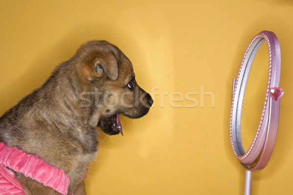 Puppy in dress looking in mirror. Stock photo © iofoto