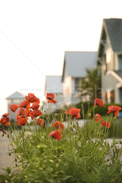 Vermelho papoula flores casas flor Foto stock © iofoto