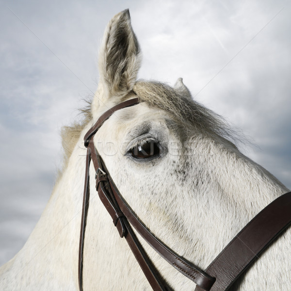 Schimmel Porträt weiß Pferd tragen Stock foto © iofoto