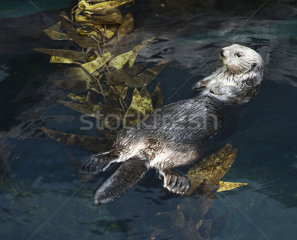 Otter swimming in aquarium. Stock photo © iofoto