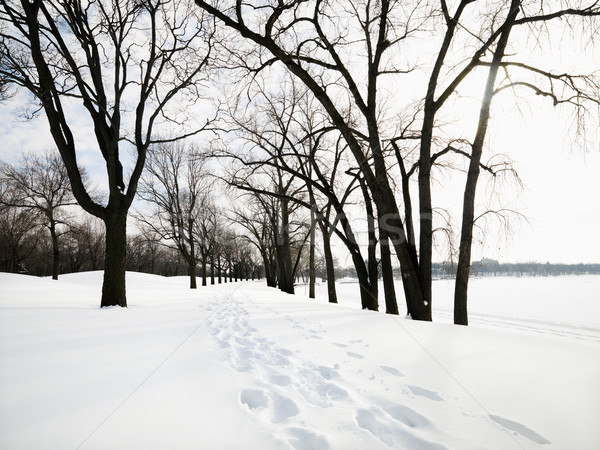 Hó fedett nyom lábnyomok park égbolt Stock fotó © iofoto