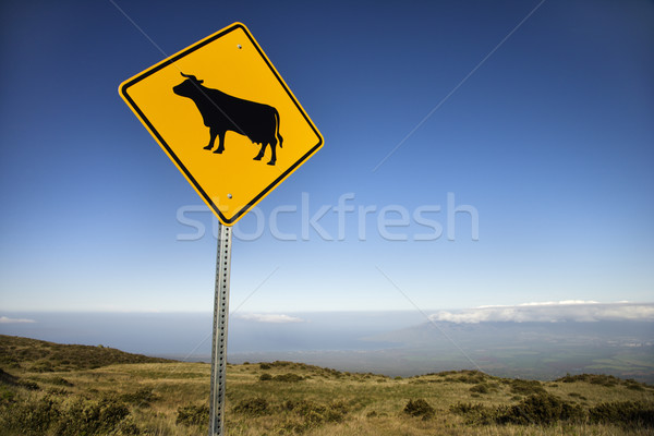 Cow crossing sign in Maui, Hawaii. Stock photo © iofoto