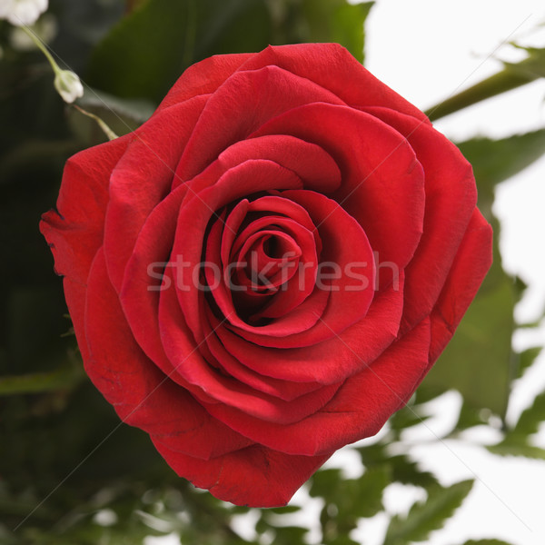 Stock photo: Single red rose.