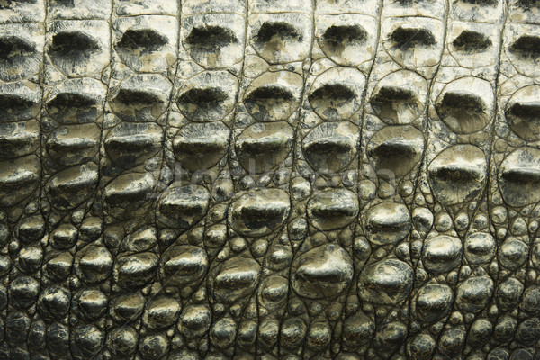 Crocodile texture. Stock photo © iofoto