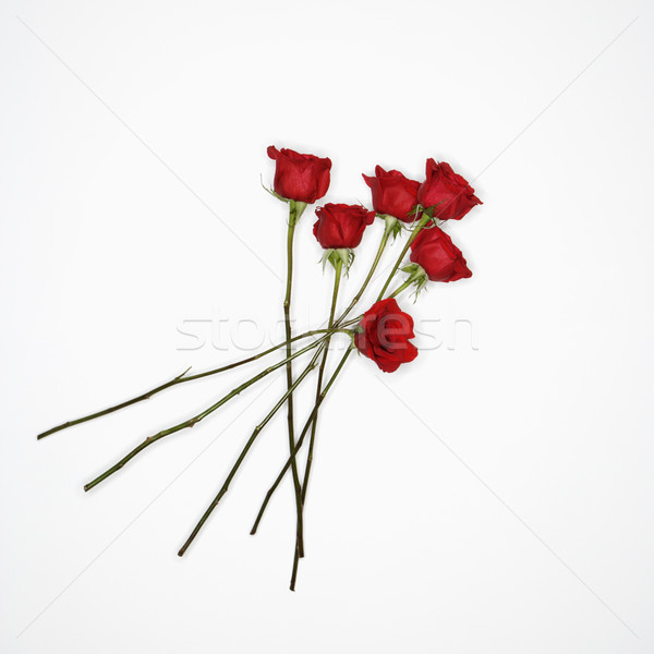 Red roses on white. Stock photo © iofoto