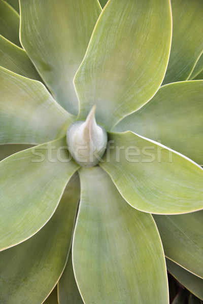 Succulent plant. Stock photo © iofoto
