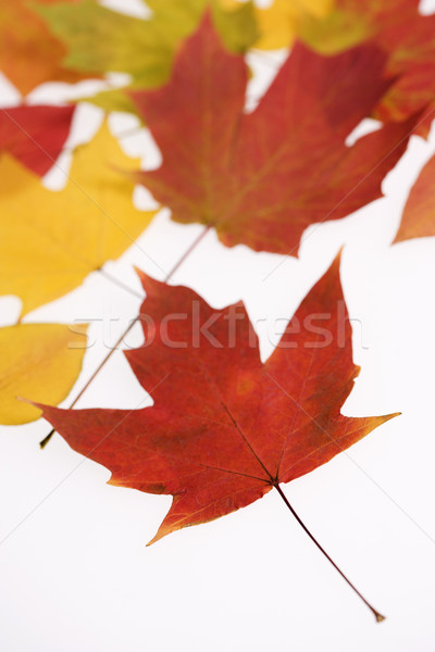 Stock photo: Leaves in Fall color.