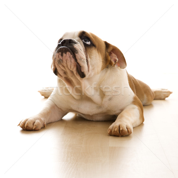 Angol bulldog padló felfelé néz szín fehér Stock fotó © iofoto