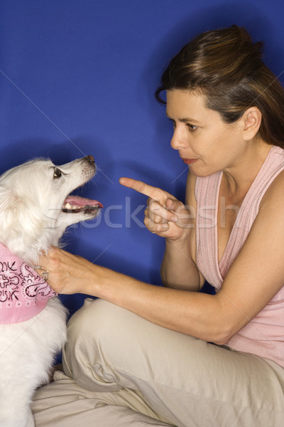 Woman reprimanding  white dog. Stock photo © iofoto