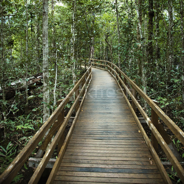 Boardwalk in forest. Stock photo © iofoto