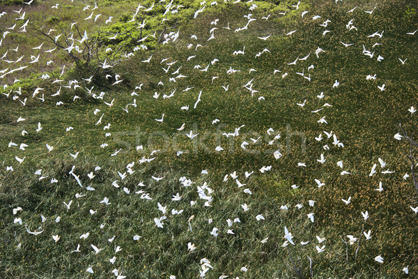 Fying white egrets. Stock photo © iofoto