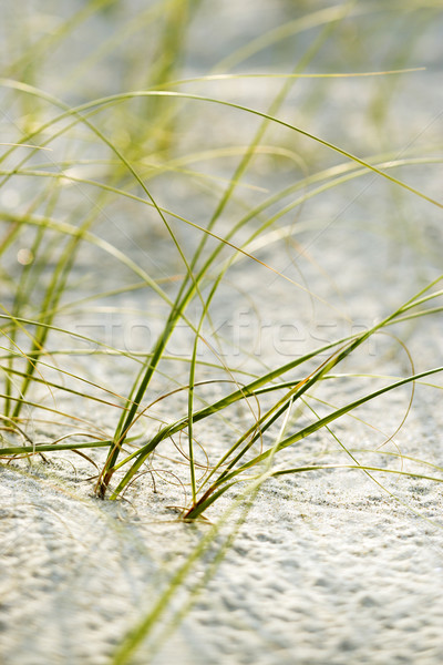 Beach grass on Bald Head Island. Stock photo © iofoto