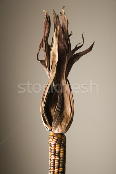 Multicolored Indian corn. Stock photo © iofoto