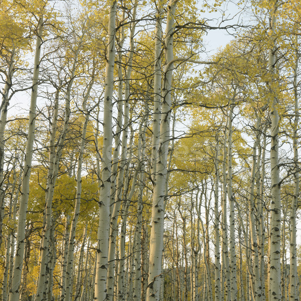 Aspen trees in Fall color. Stock photo © iofoto