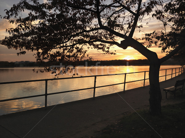 Pôr do sol Washington DC água EUA cidade árvores Foto stock © iofoto