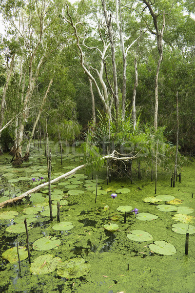 Lush wetlands. Stock photo © iofoto