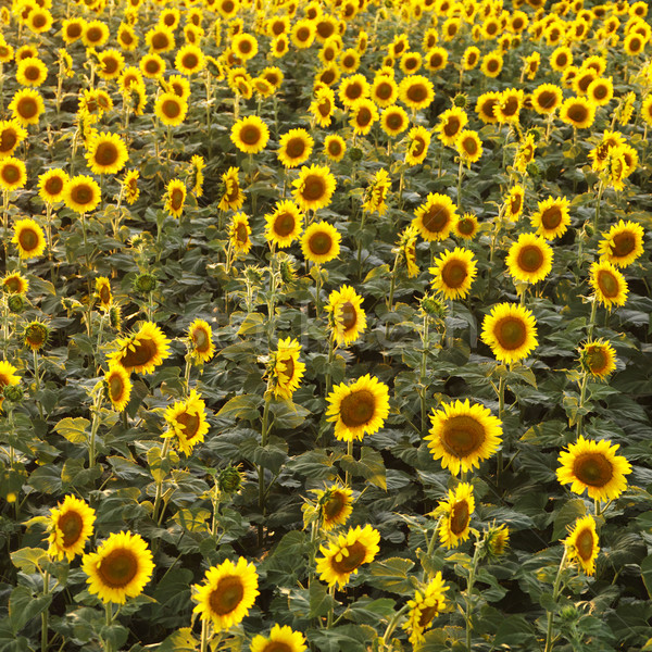 Sunflower field. Stock photo © iofoto