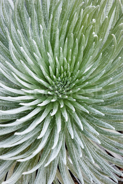 Silversword plant at Haleakala. Stock photo © iofoto