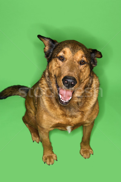 Vegyes fajta barna kutya portré ül fülek Stock fotó © iofoto