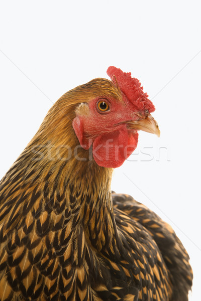 Foto stock: Dourado · frango · pássaro · retrato · cor · animal