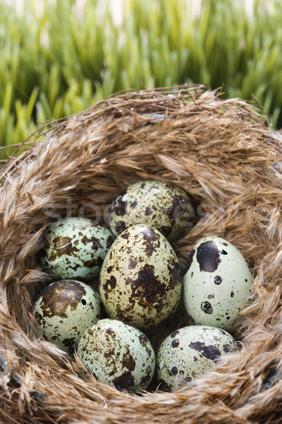 Eggs in nest. Stock photo © iofoto