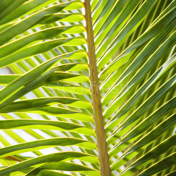 Palm frond. Stock photo © iofoto