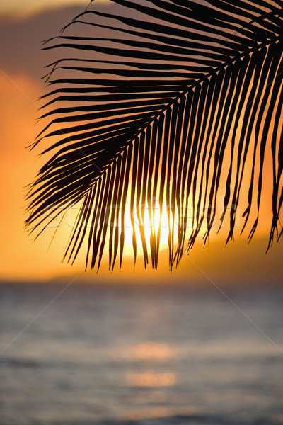 Palm leaf at sunset. Stock photo © iofoto