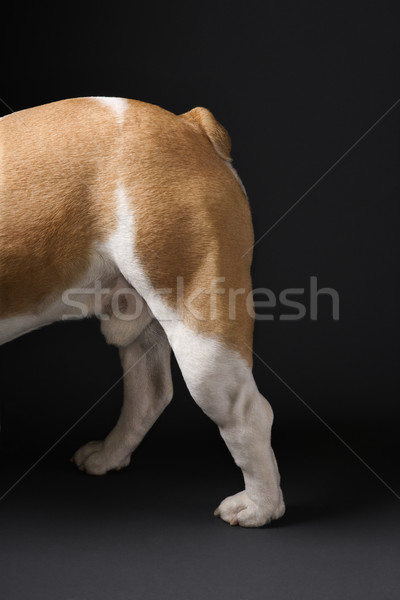 Hind legs of English Bulldog. Stock photo © iofoto