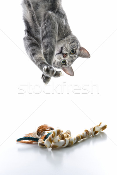 Stock foto: Graue · Katze · spielen · verkehrt · herum · grau · gestreift · Katze