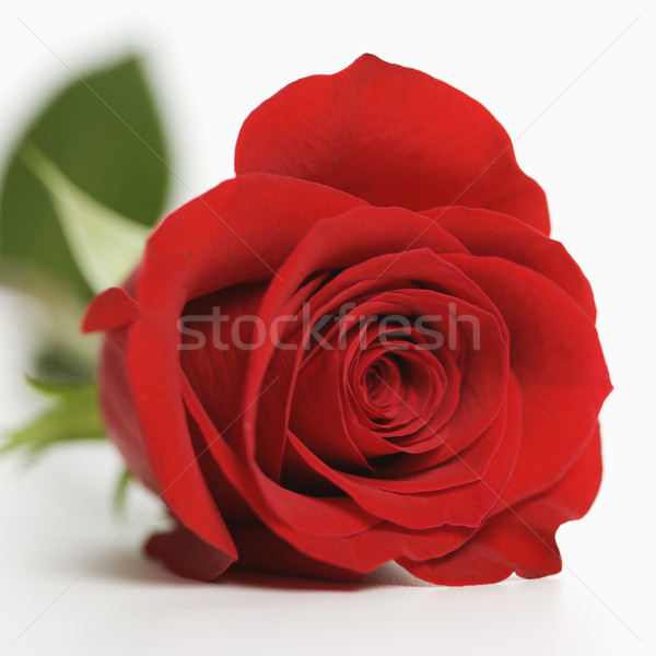 Stock photo: Red rose on white.