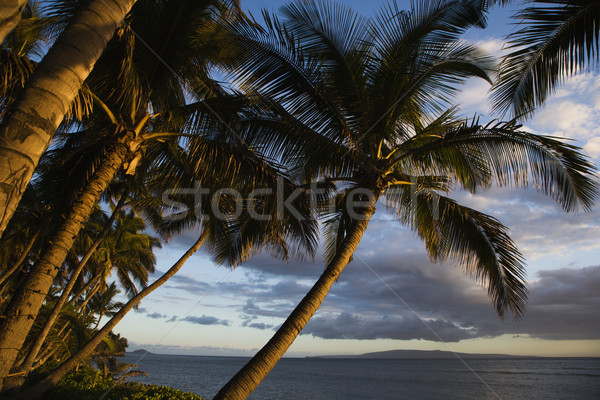 Palmier Hawaii ocean plajă copaci palmier Imagine de stoc © iofoto