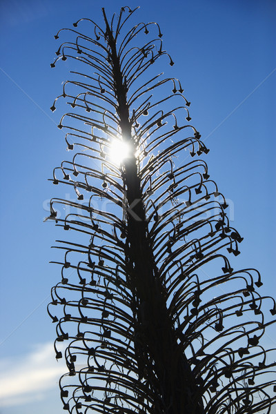 Silversword plant in Haleakala, Maui. Stock photo © iofoto