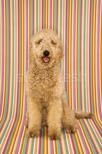 Stockfoto: Hond · gestreept · vergadering · naar · kleur · studio