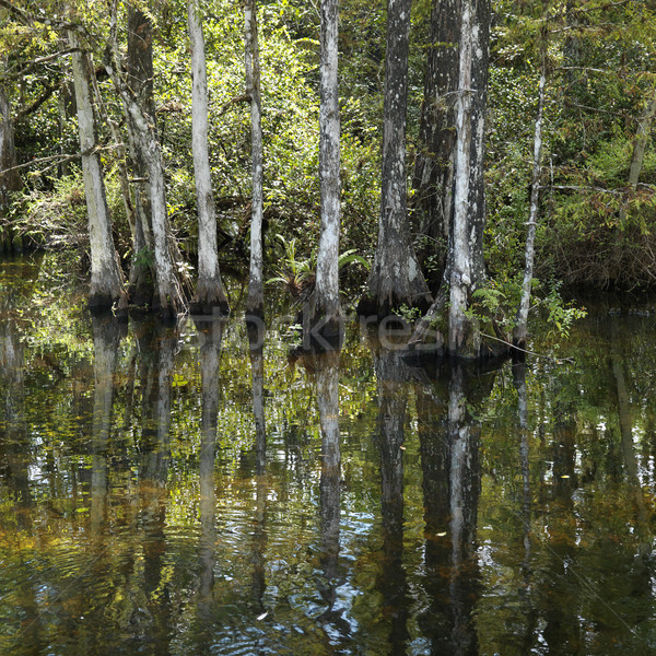 Florida ciprus fák park USA utazás Stock fotó © iofoto
