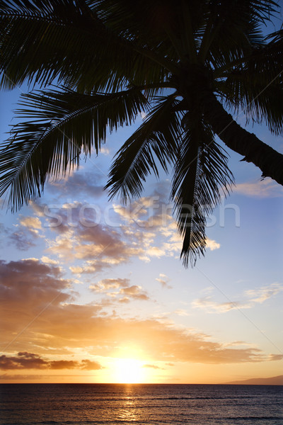 Ocean sunset in Maui. Stock photo © iofoto