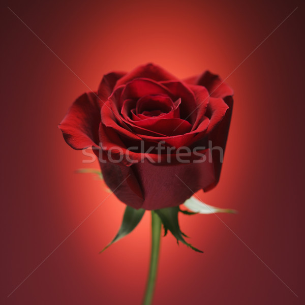 Red rose on red. Stock photo © iofoto