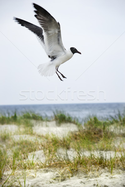 Stock photo: Seagull landing on beach.