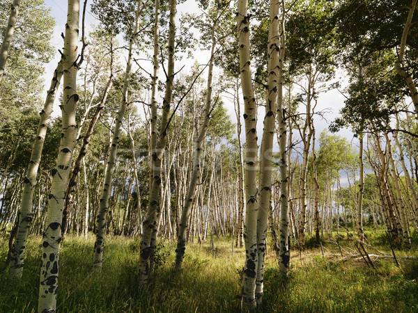 Aspen tree forest. Stock photo © iofoto
