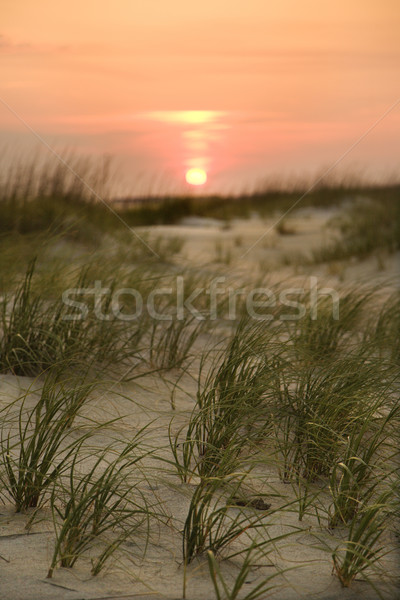 Sun setting over beach. Stock photo © iofoto