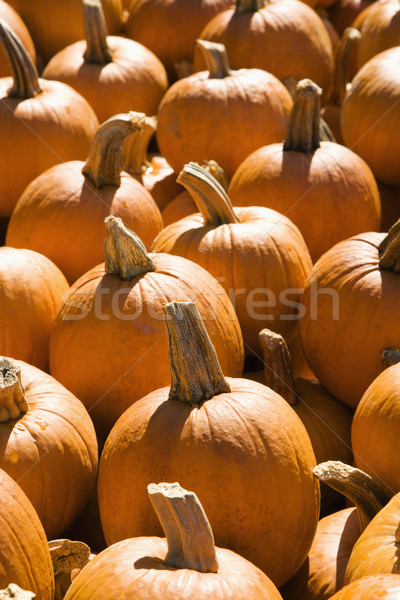 Fall harvest. Stock photo © iofoto