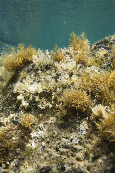 Sualtı deniz bitki örtüsü görmek büyüyen kaya Stok fotoğraf © iofoto