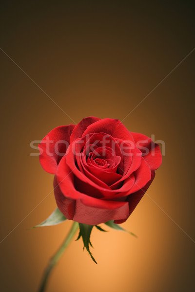 Red rose on gold. Stock photo © iofoto